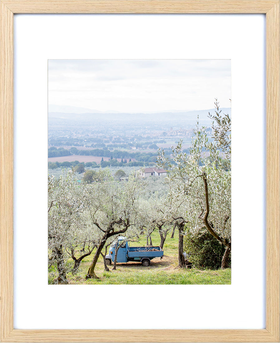 Olive Harvest 11 x 14 Framed photograph